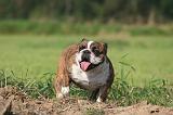 BULLDOG ANGLAIS 155